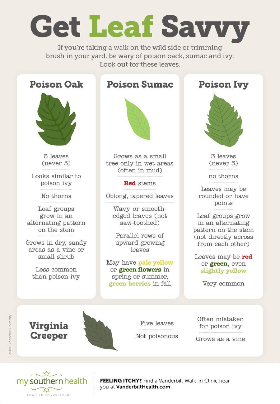 Facts About Poison Plants Ivy Sumac Oak Splatsin